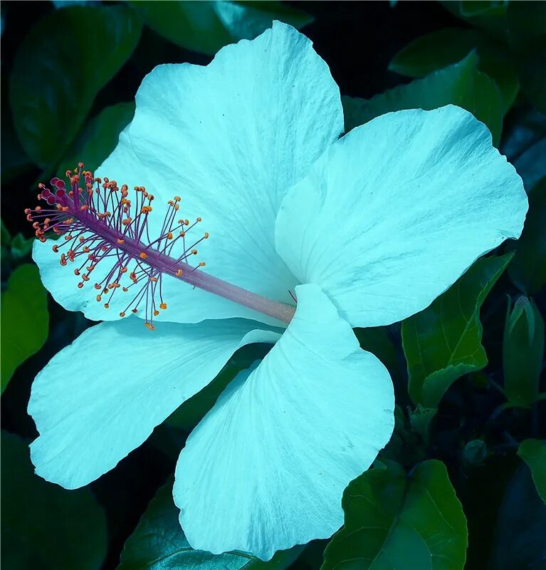 Гибискус липолистный. Гибискус голубой. Гибискус Аура. Hibiscus Flower голубой.