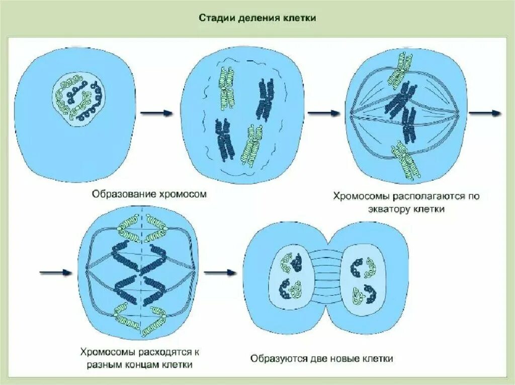 Как происходит деление клетки 5