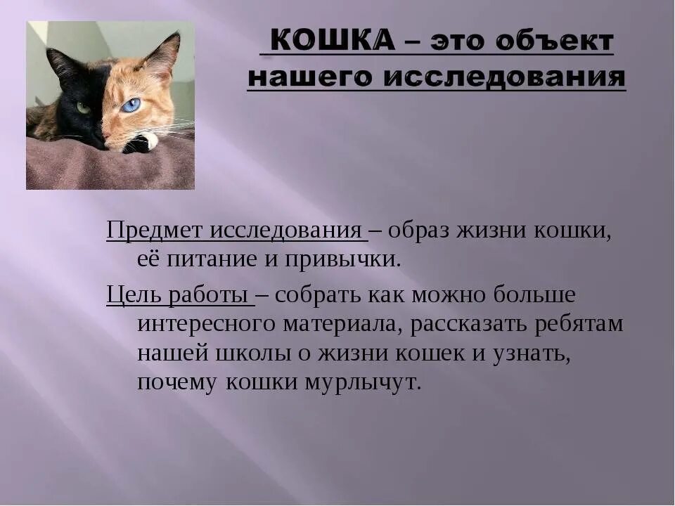 Кошка мурчит без причины. Почему кот мурлыкает. зачем кошки мурлыкают. исследовательская работа почему кошка мурлычет. как коты мурлыкают.