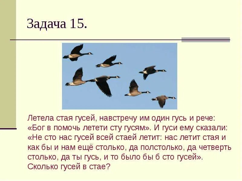 Скорость полета гуся. Задача про гусей. Задача про гусей летела стая. Летела стая гусей один Гусь. Стая гусей летит.