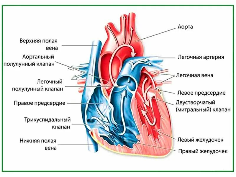 На рисунке изображены строение сердца. Строение сердца плакат. сердце расположение строение. анатомия сердца плакат. положение и строение сердца.