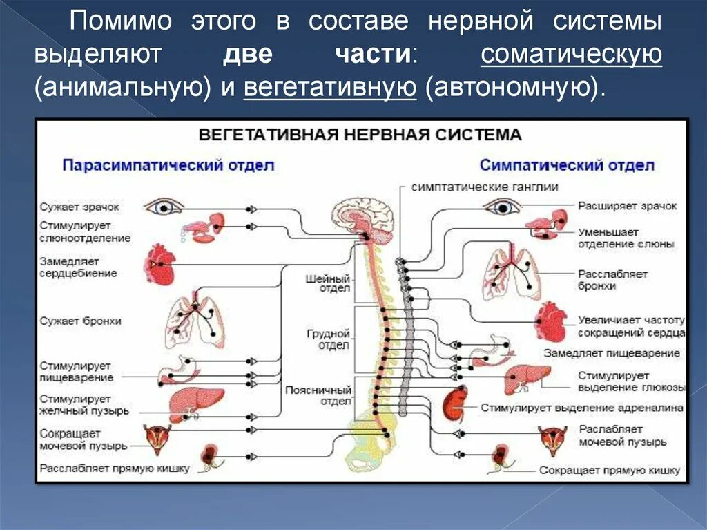 Парасимпатический отдел вегетативной нервной системы. Соматическая симпатическая вегетативная парасимпатическая это. Состав парасимпатического отдела вегетативной нервной системы. Парасимпатическая нервная система мочевого пузыря.