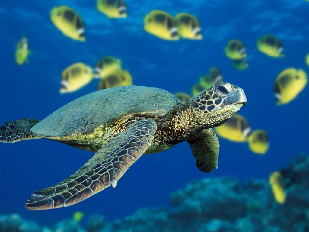 Среда обитания зеленой черепахи. Морская черепаха Каретта. Черепаха бисса (Каретта). Атлантическая Ридлея черепаха. Зеленая черепаха бисса атлантическая.