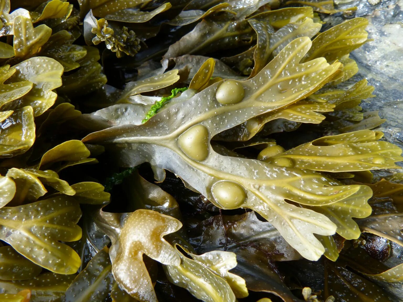 Бурые водоросли фукус. Водоросли фукус. Фукус пузырчатый. Фукус везикулозус камнеломка.