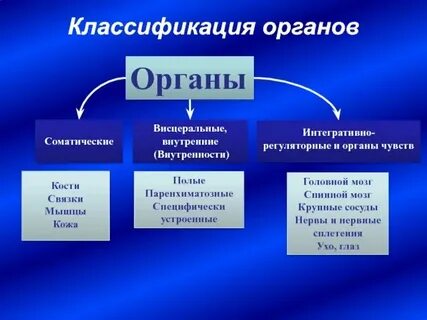 Особенности строения полых органов