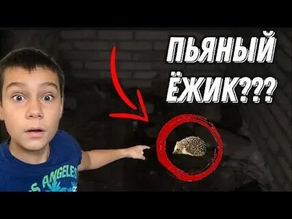 Как вызвать пьяного ежика доброго