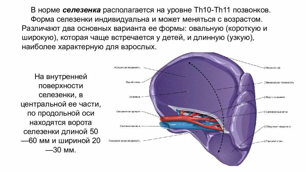 Форма селезенки. Форма селезенки в норме. Структура селезенки в норме. Внешнее строение селезенки. Какой должен селезенка