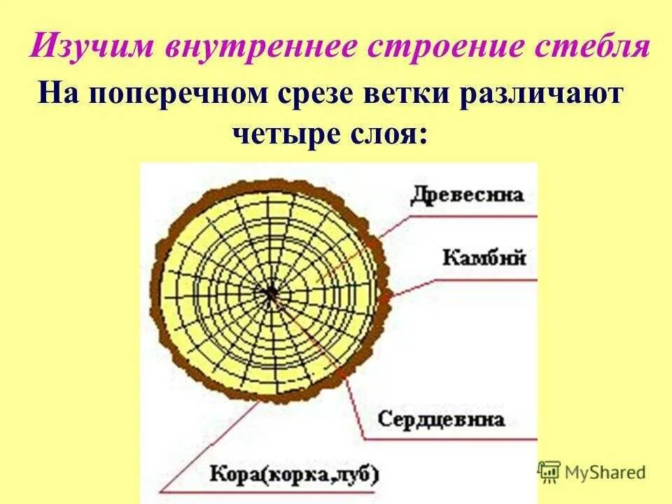 Сердцевина многолетнего стебля у растений выполняет функцию. Продольно-поперечный срез древесного стебля. Строение стебля дерева на поперечном срезе. Внутреннее строение стебля поперечный срез. Поперечный срез ветки биология 6 класс.