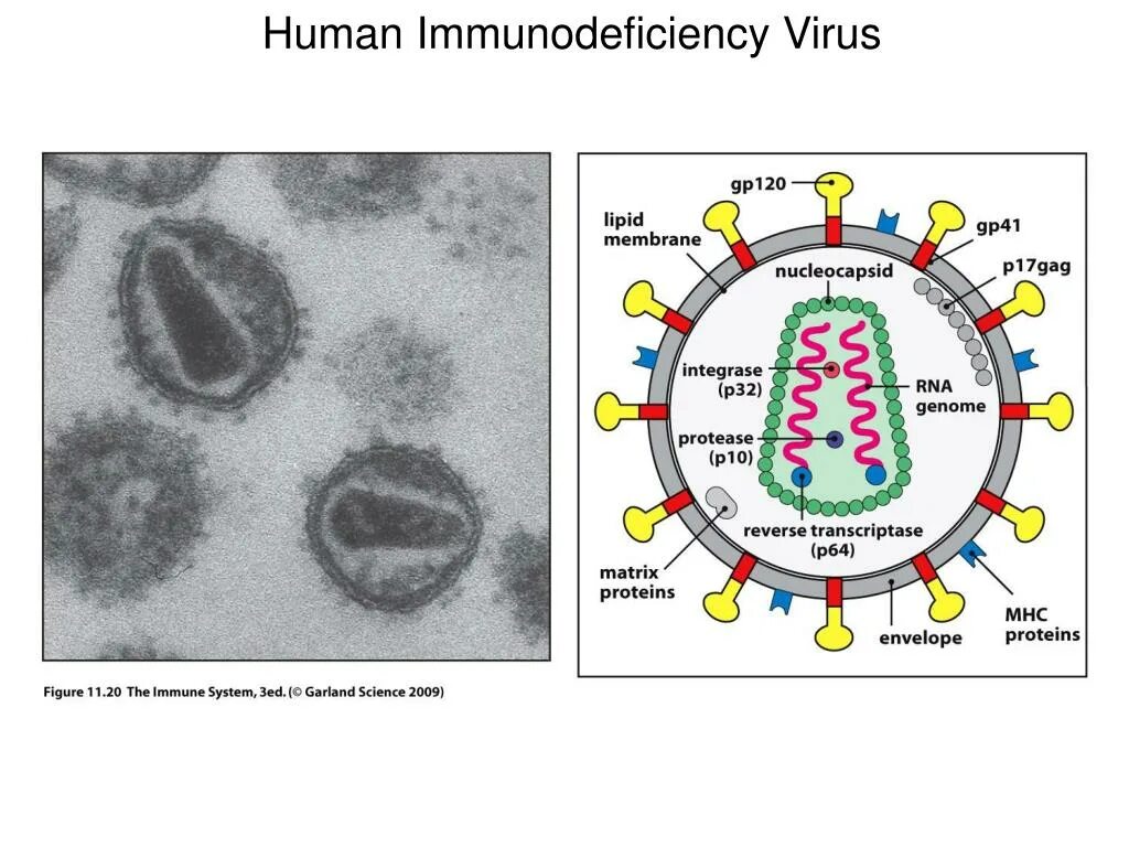 Human immunodeficiency. ВИЧ структура вириона. ВИЧ инфекция ретровирус. Схема вируса ВИЧ. Ретровирусы. Вирус ВИЧ..