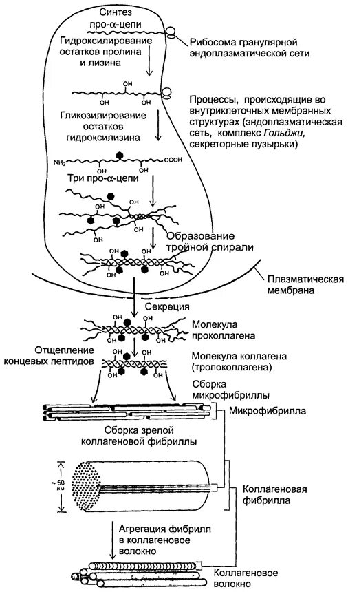 Синтезируют коллаген. Синтез коллагена биохимия схема. Этапы синтеза и созревания коллагена. Схема этапов синтеза коллагена. Синтез коллагена схема.