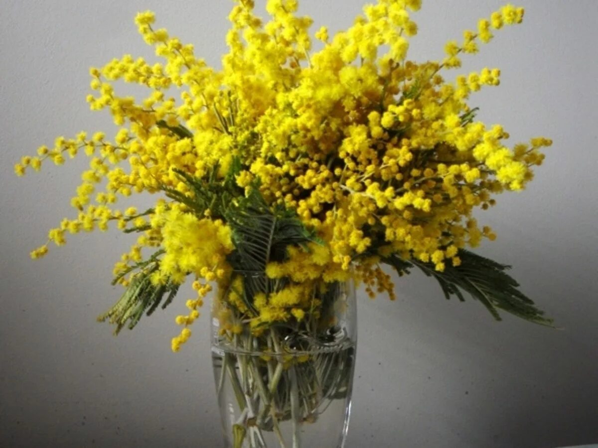 Букет мимозы. Мимоза засушенная. Мимоза в вазе. Мимоза и вино. Мимоза в интерьере.