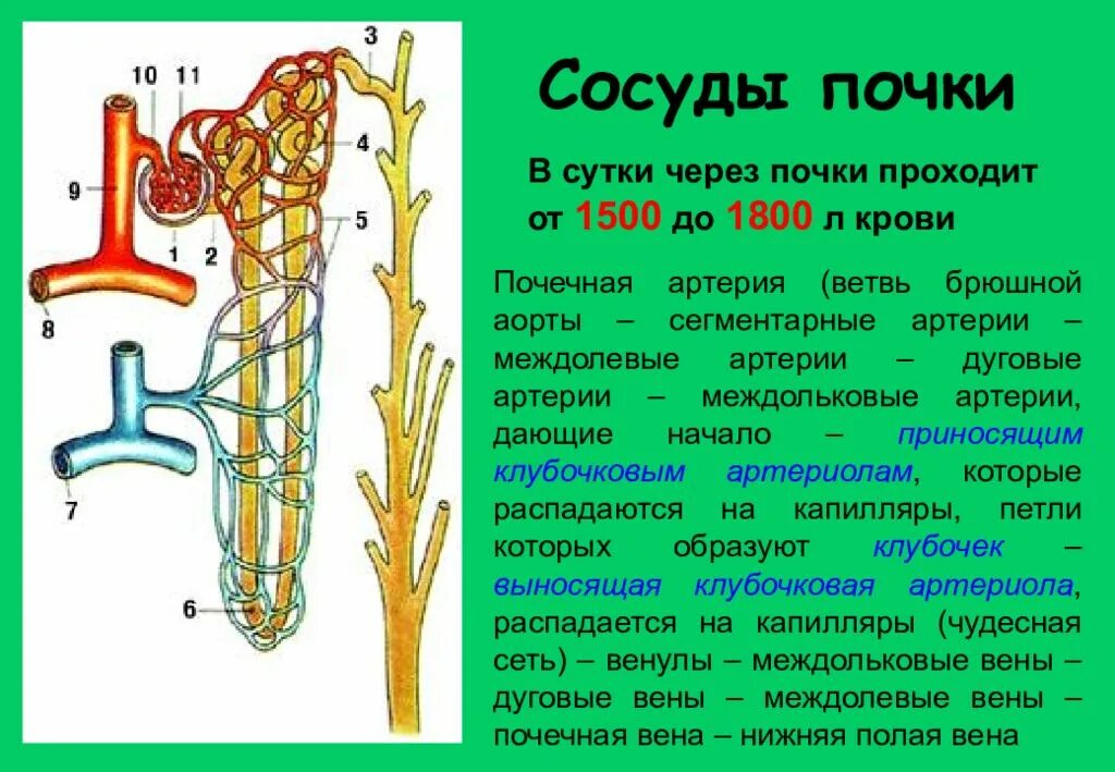 Строение артерий почки. Строение сосудов почки анатомия и физиология. Кровеносные сосуды почки. Артериальные сосуды почек. Артерия и вена почки