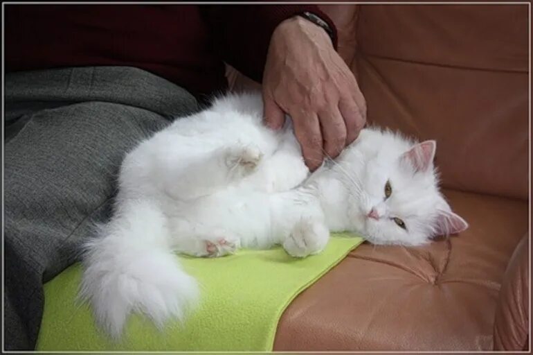 Сон белая кошка к чему снится. Котенка гладят. Гладить кошку. Котенок которого гладят. Гладить белого кота.