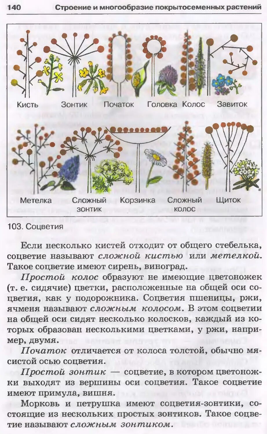 Пасечник многообразие покрытосеменных. Учебник по биологии 6 класс Пасечник. Биология 6 класс Пасечник читать. Биология 6 класс учебник Пасечник читать. Электронный учебник по биологии 6 класс Пасечник.