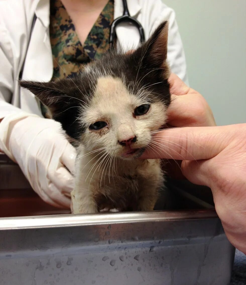 Мама принесла котенка. Маленький котенок у ветеринара. Ветеринарный воротник для котят. Принесла вчера котенка. Новорождённые котята в ветеринарной клинике.