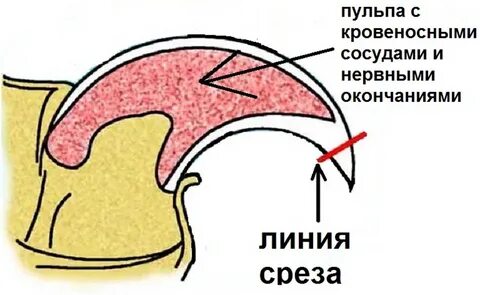 Пульпа когтя