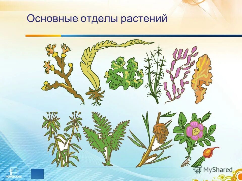 Систематика животных таксономические группы. Отделы растений и животных. Отделы растений и животных. Отдел бурые водоросли систематика. Классификация растений таблица.