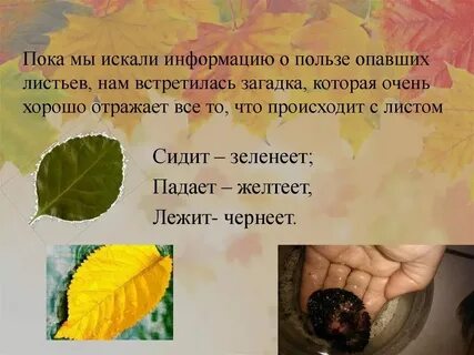 Листья опали как правильно