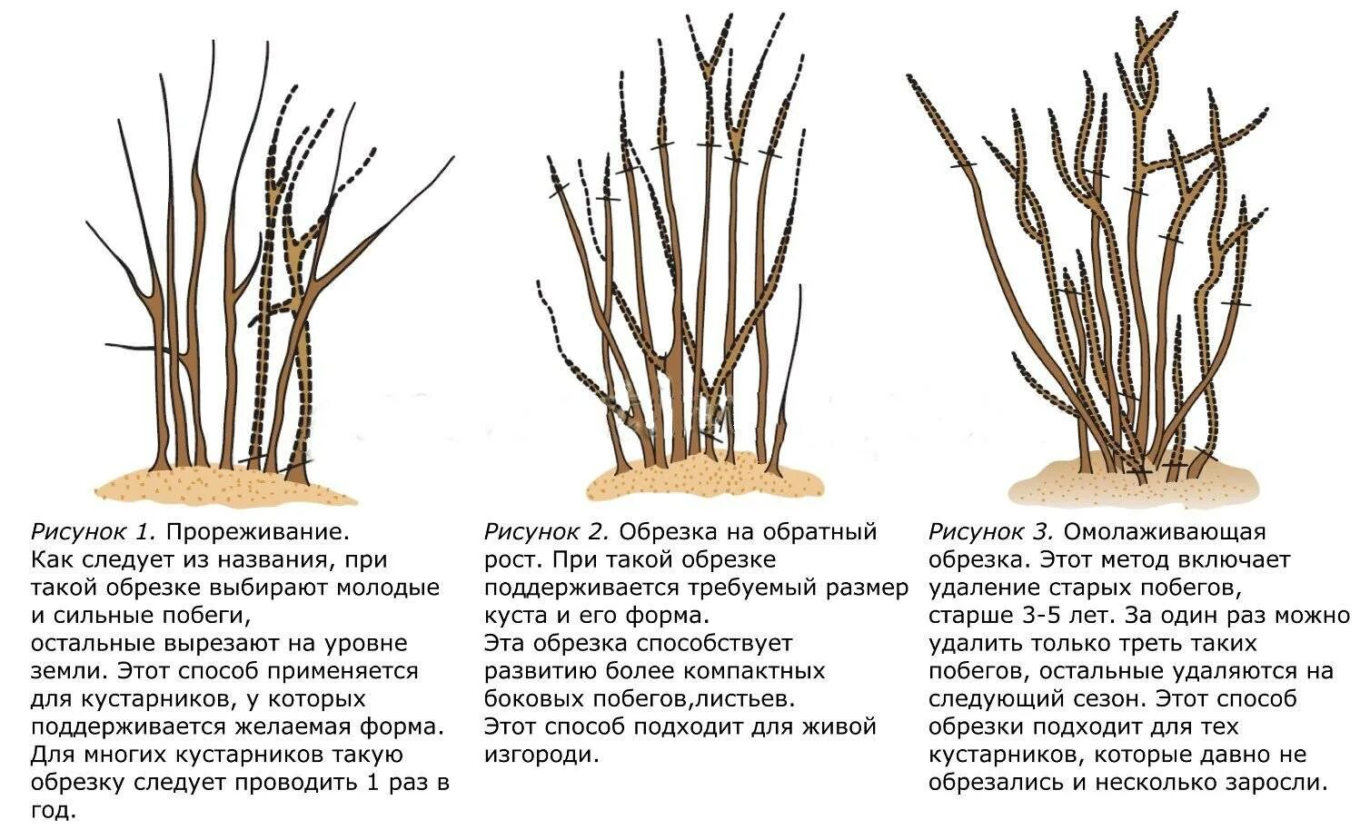 Уход за жимолостью после зимы. Схема обрезки жимолости осенью. Правильная обрезка жимолости. Схема обрезки крыжовника осенью. Обрезка жимолости осенью схема.