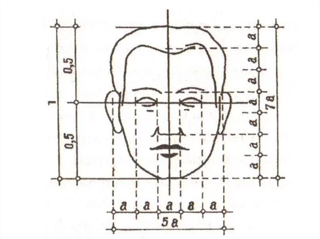 У взрослого человека голова занимает. Портрет (конструкция головы человека. Анфас, профиль). Портрет основные пропорции. Пропорции лица. Пропорции головы человека.