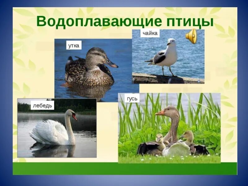 Водоплавающие птицы для дошкольников. Птички с названием для детей. Водоплавающие птицы для дошкольников. Водоплавающие перелетные птицы для дошкольников. Перелетные птицы водоплавающие птицы.