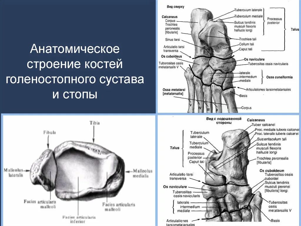 Голеностопный сустав образован костями. Кости голеностопного сустава анатомия. Голеностопный сустав анатомия. Голеностопный сустав анатомия строение. Кости образующие голеностопный сустав.