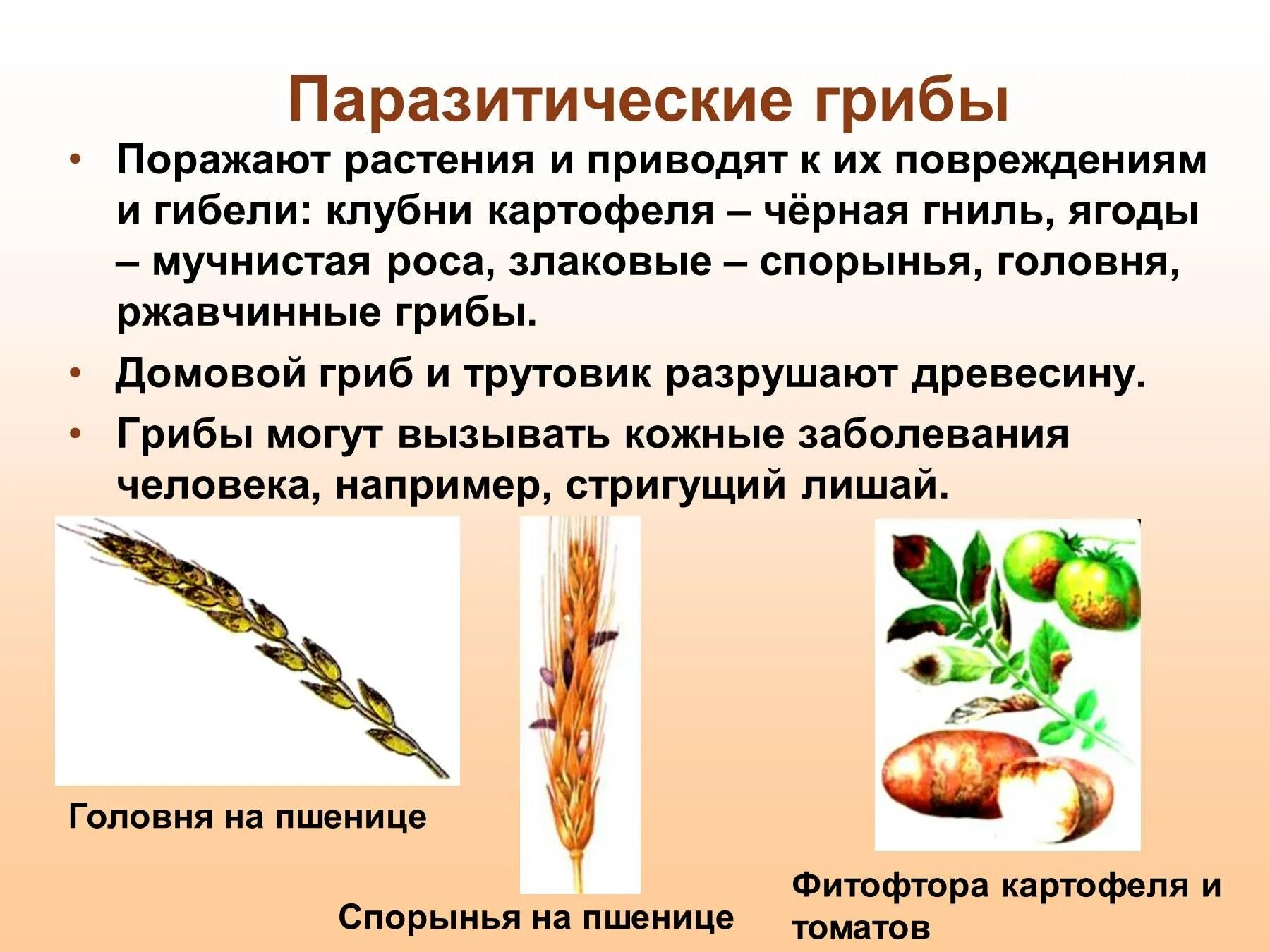 Гриб головня сообщение. Головня спорынья трутовик. грибы паразиты головня спорынья трутовики. спорынья головня фитофтора. что такое спорынья в биологии 5 класс.