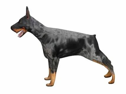 Dobermans 3d