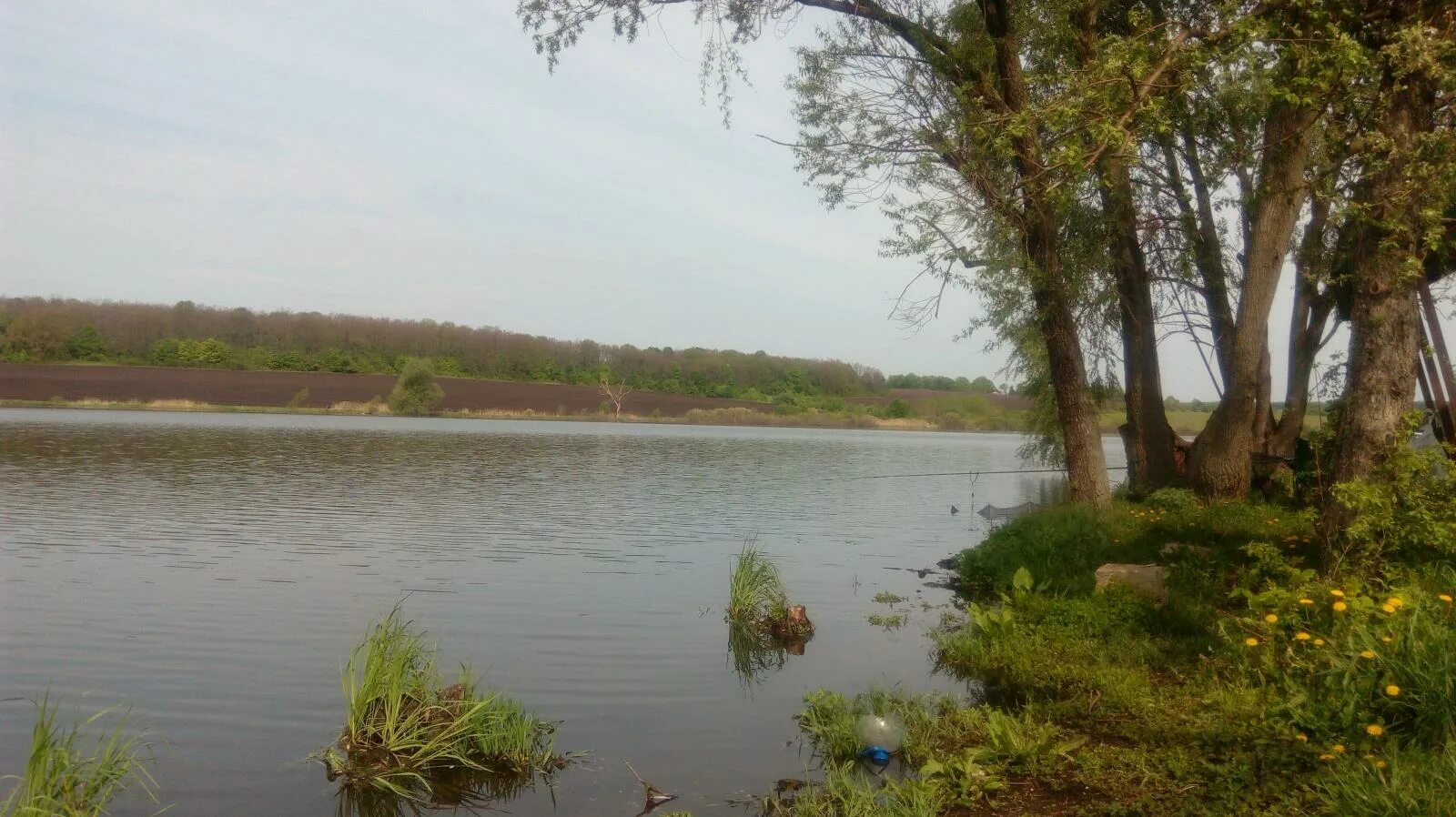 Пруд богоявленовка воронеж. Пруд головищенский землянск воронежская область семилукский район. Пруд головищи. Головищенский пруд воронежская область. Пруд головищи.