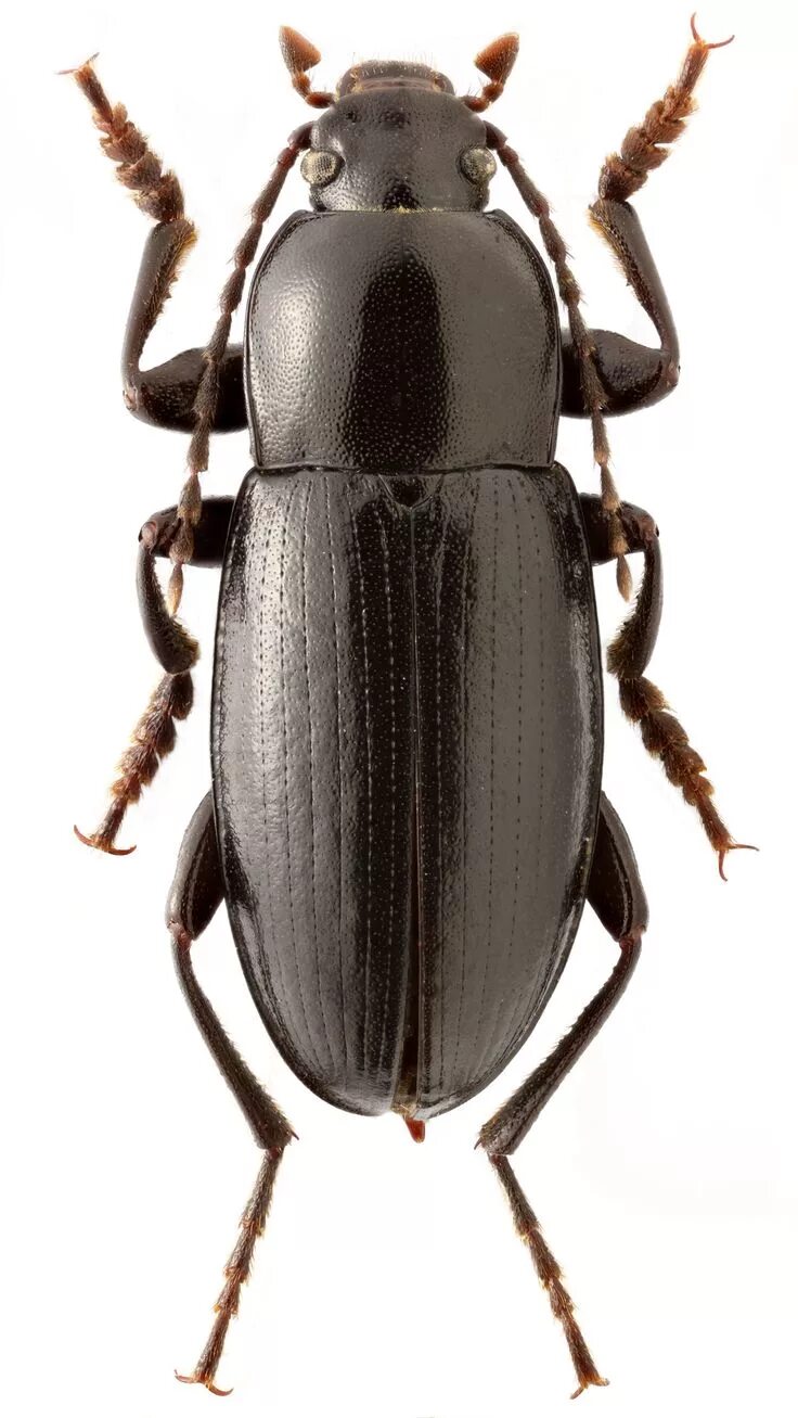 Жук это животное. Tenebrionidae. жук. жуки домашние животные. жуки фото.