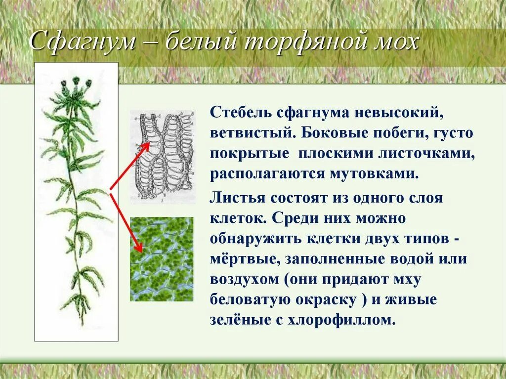 Наличие листьев и стебля у мхов. Филлидий сфагнума. мох сфагнум стебель. строение стебля сфагнума. мох сфагнум белый мох.