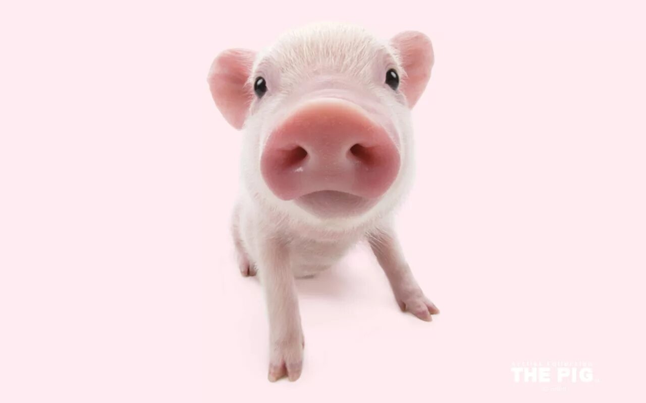 супер хрюшка. свинка х. милый поросенок. свинка х. мини пигги.