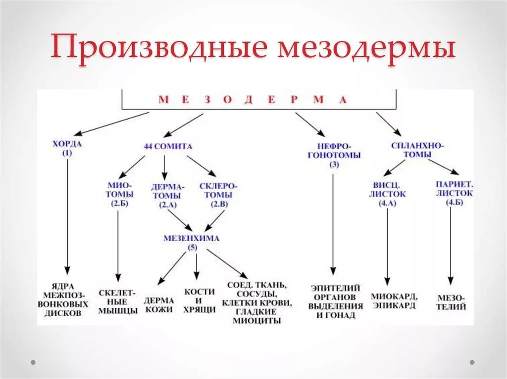 Производные промежуточной мезодермы. Развитие органов из зародышевых листков гистология. Схема дифференцировки мезодермы. Дифференцировка мезодермы мезенхимы.