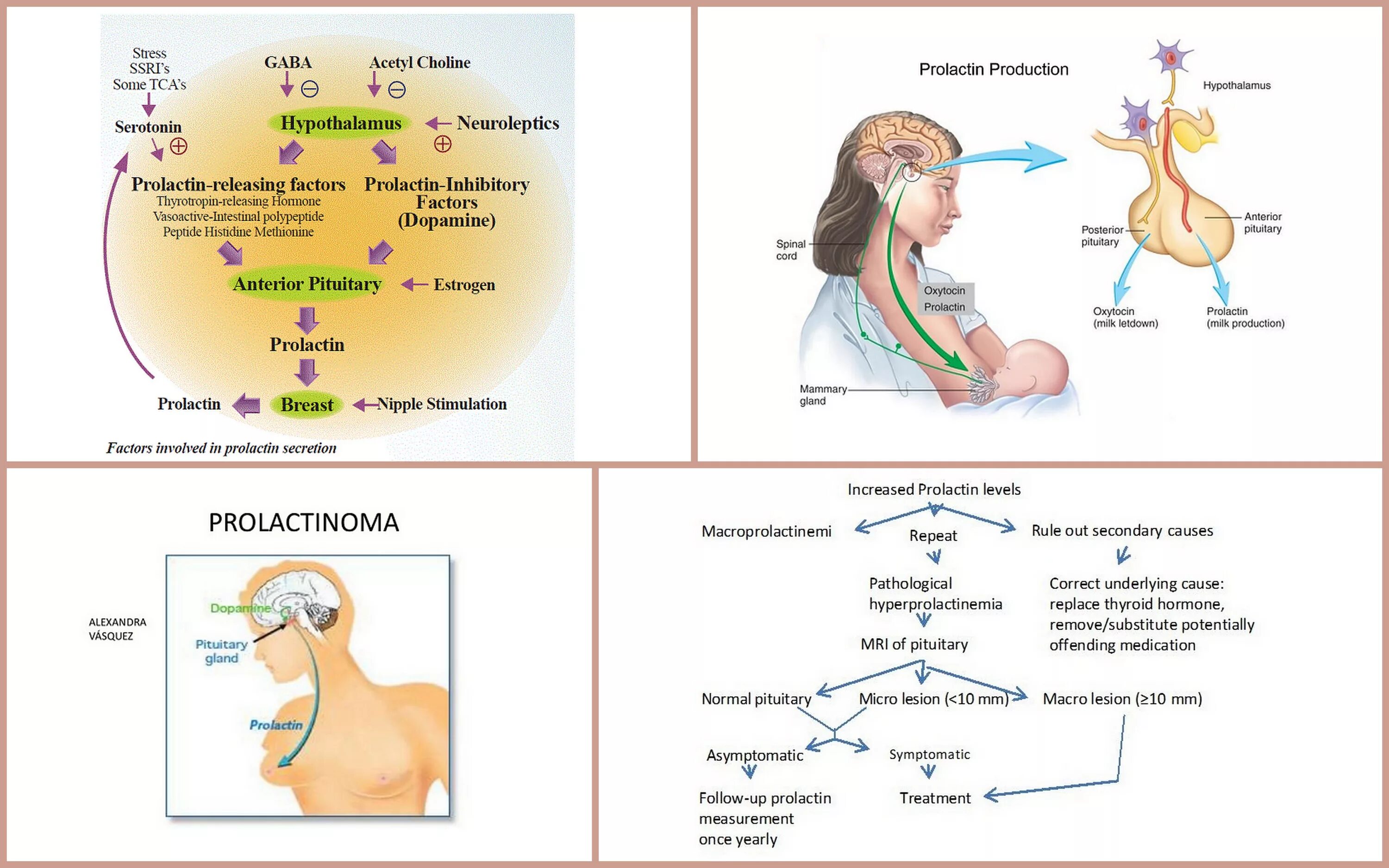 Пролактин щитовидная. Пролактин и окситоцин. Рефлекс пролактина и окситоцина. Пролактин и стресс. Синтез пролактина схема.