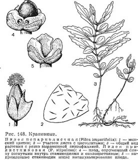Рис 5 цветов