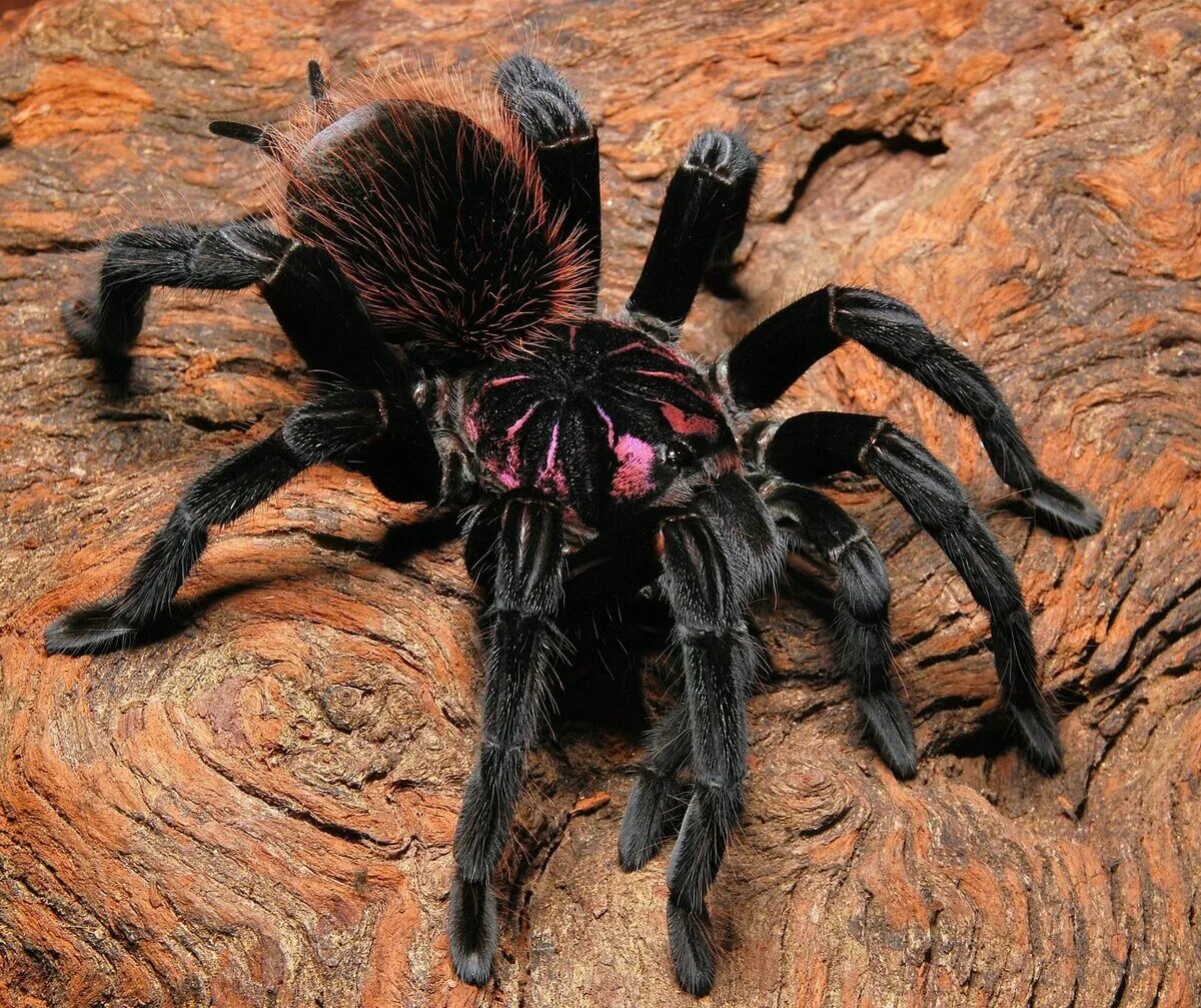 Паук chromatopelma cyaneopubescens. Паук крестовик дальневосточный. Паук мизгирь крестовик. Американский паук птицеед. Xenesthis immanis.