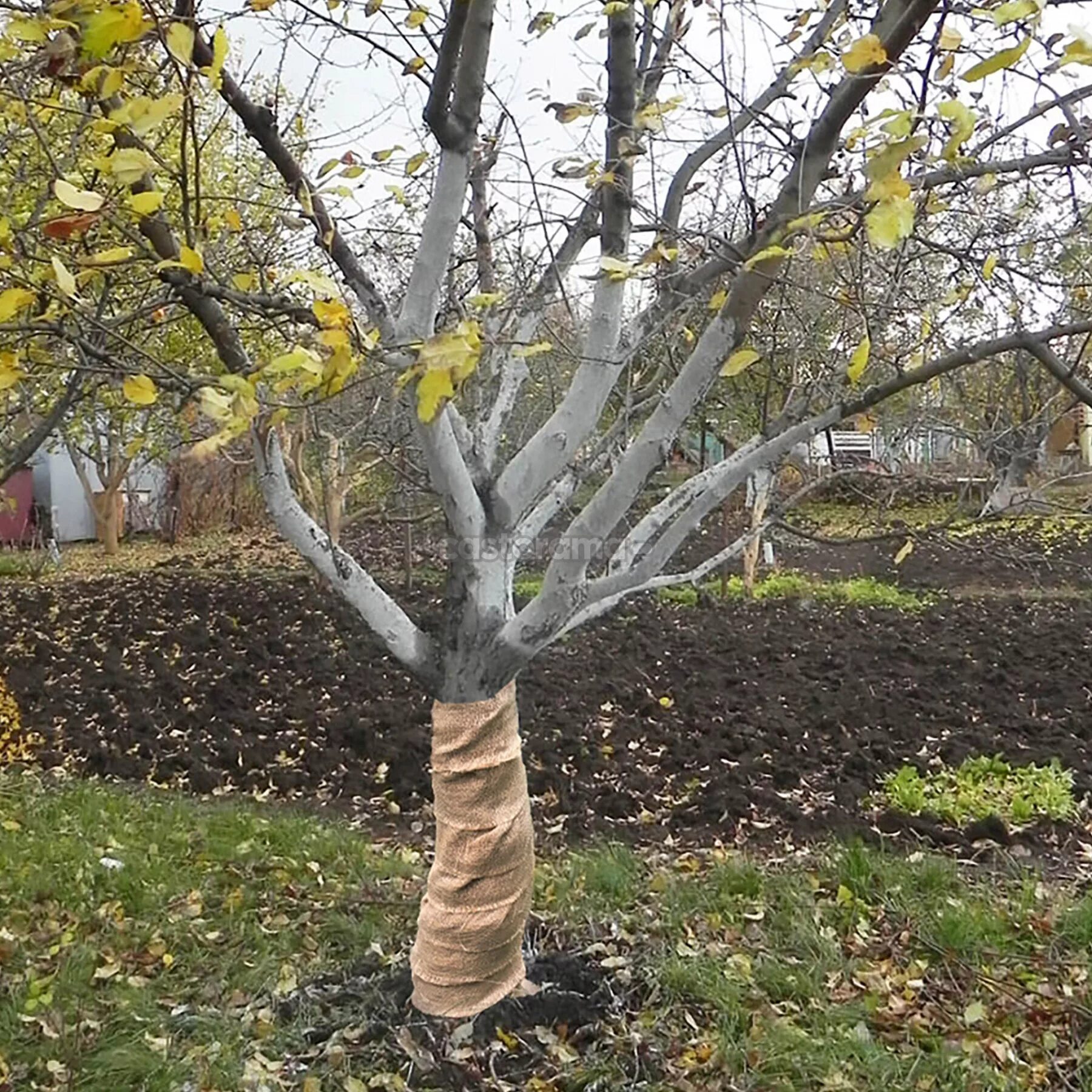 Побелка деревьев в саду. Побелка ствола яблони. Побелить ствол яблони. Абрикос на штамбе. Деревья в саду.