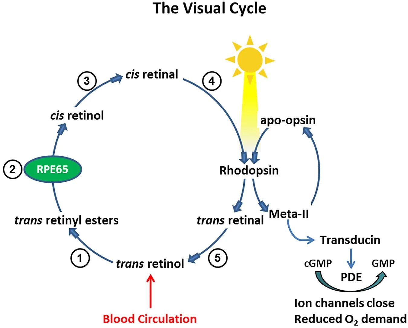 Visual Cycle. Процессинг визуал. Ретиналь цикл. The Cycle. Processing within