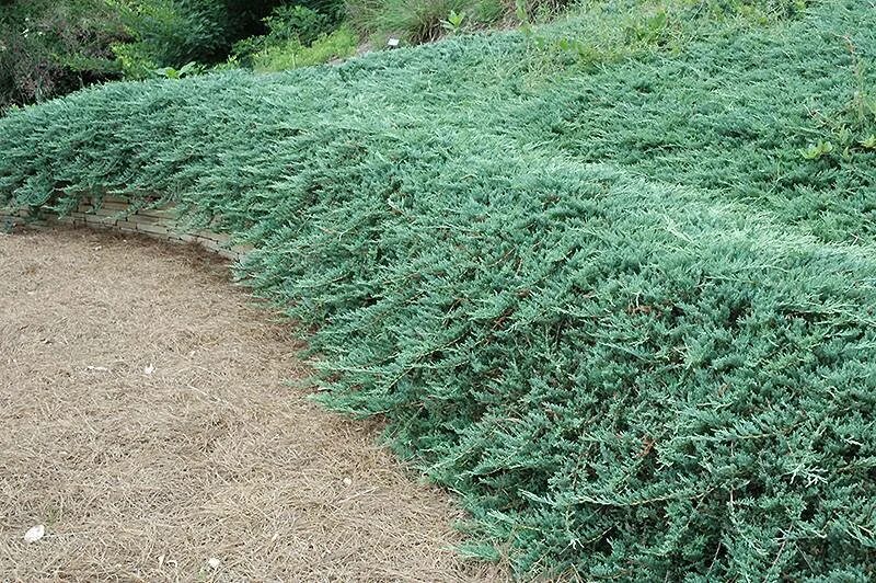 Стелющиеся хвойные. Можжевельник бар Харбор. Juniperus horizontalis. Можжевельник Juniperus horizontalis Pancake. Можжевельник горизонтальный Glacier.