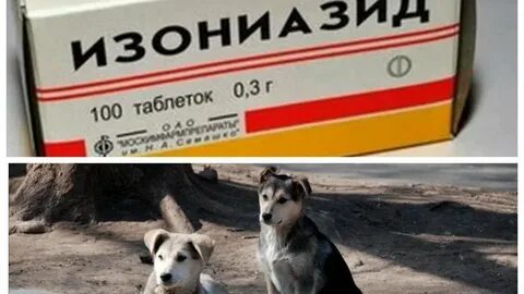 Изониазид для собак