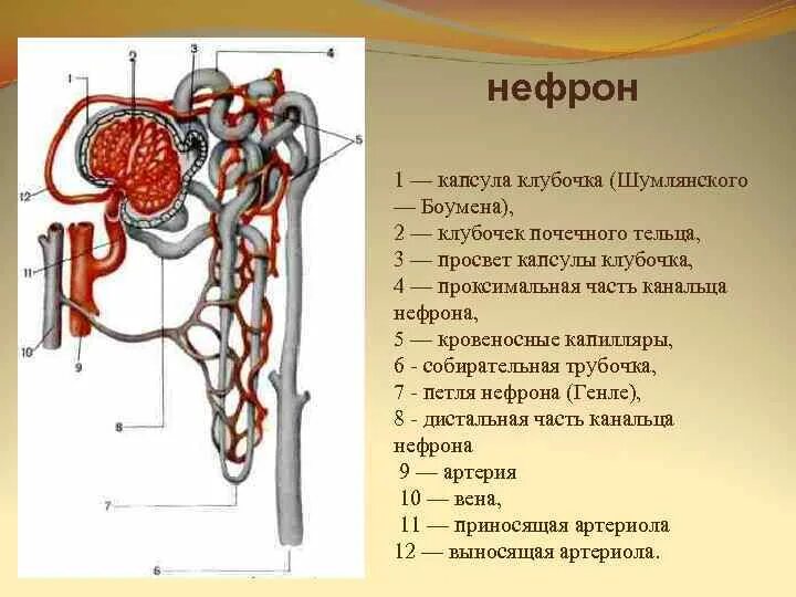 Нефрон и его судуиста сисмема. Мочевыделительная система человека нефрон. Мочевыделительная система нефрон схема. Капсула нефрона (капсула Боумена- Шумлянского). Нефрон капсула боумена