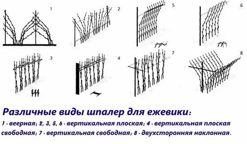 Схема подвязки ежевики на шпалере в открытом грунте. Схема посадки ежевики на шпалеру. Подвязка ежевики на шпалере. Схема посадки ежевики садовой.