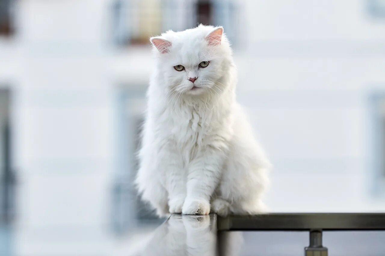Белые кошечки картинки. Белая ангорская кошка. Белый котик. Белая пушистая кошка. Белая пушистая кощеяка.