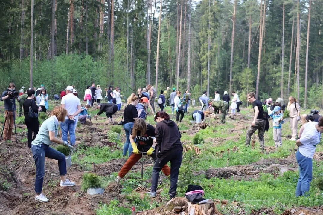 Посадили дерево победы. Лес Победы Подмосковье 2022. Лес Победы Московская область. Акция лес Победы Подмосковье. Высадка деревьев в лесу.