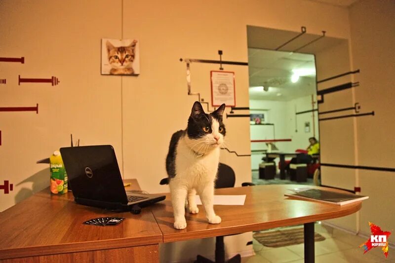 коте кафе воронеж. котокафе воронеж. коте кафе воронеж. котокафе mr. коте кафе воронеж.