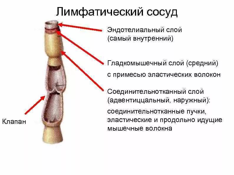 Стенка лимфатического сосуда. Строение лимфатического сосуда анатомия. Особенности строения лимфатических сосудов. Структура лимфатического сосуда. Внутриорганные лимфатические сосуды строение.