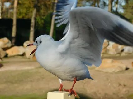 Китайская чайка голубь