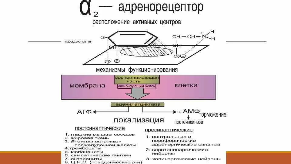 Бета 2 адренорецепторы механизм сопряжения. Строение бета2 адренорецепторов. Механизм бронхолитического действия бета 2 адреномиметиков. Бета 2 адренорецепторы локализация. Бета 2 адренорецепторы механизм.