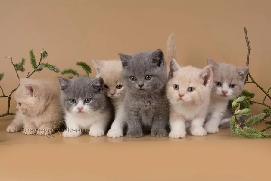 Много котят разных. Котята разных расцветок. британские котята разные. британские котята разных окрасов. британские пушистые котятки разных окрасов.