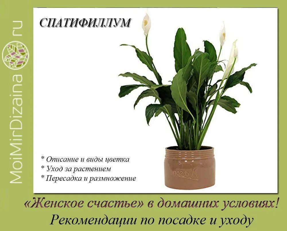 Спатифиллум содержание. Спатифиллум кавалли. спатифиллум побег. спатифиллум пряный.